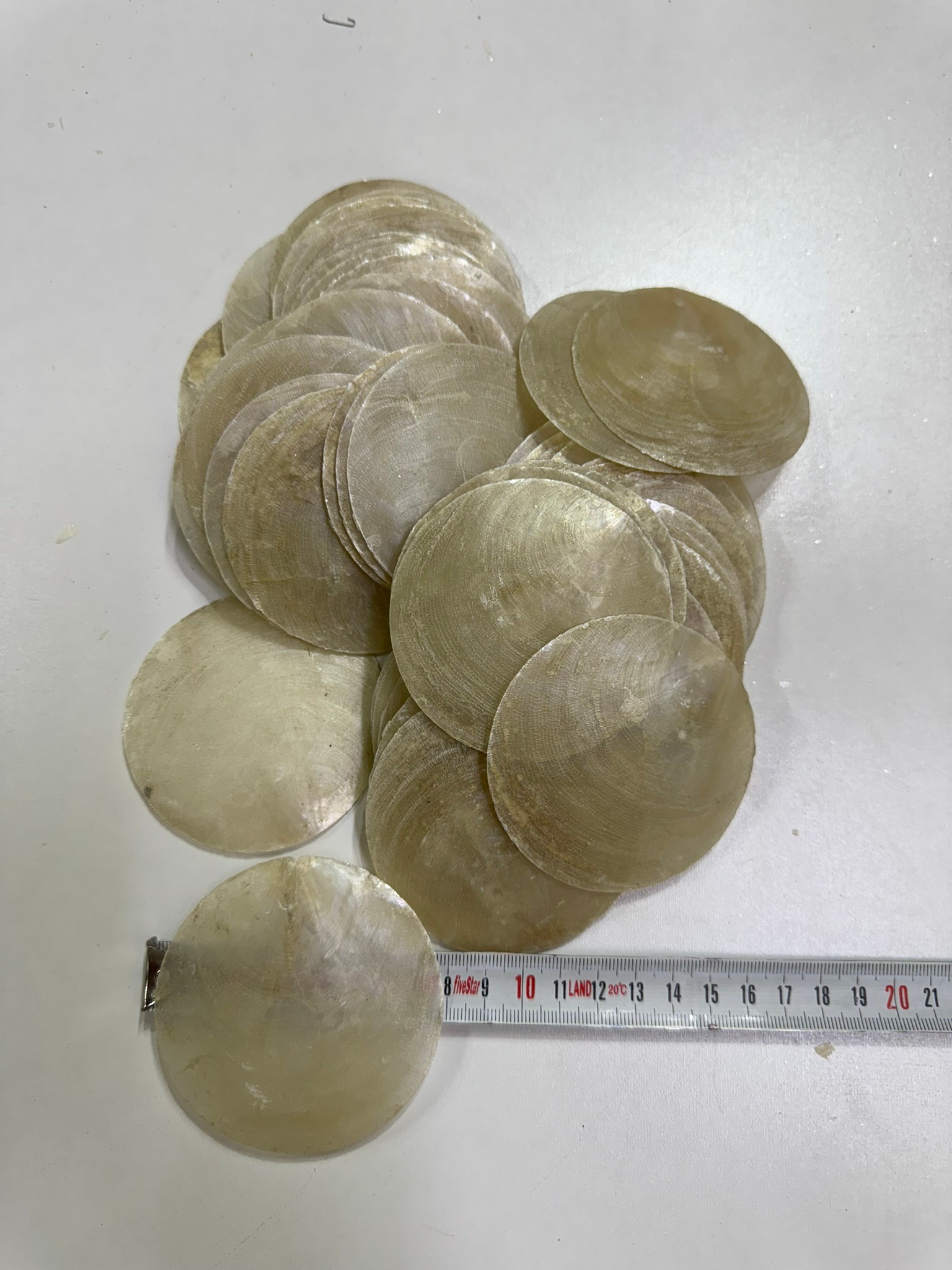 Çapiz Deniz Kabuğu 100 Gr  - 8 Cm