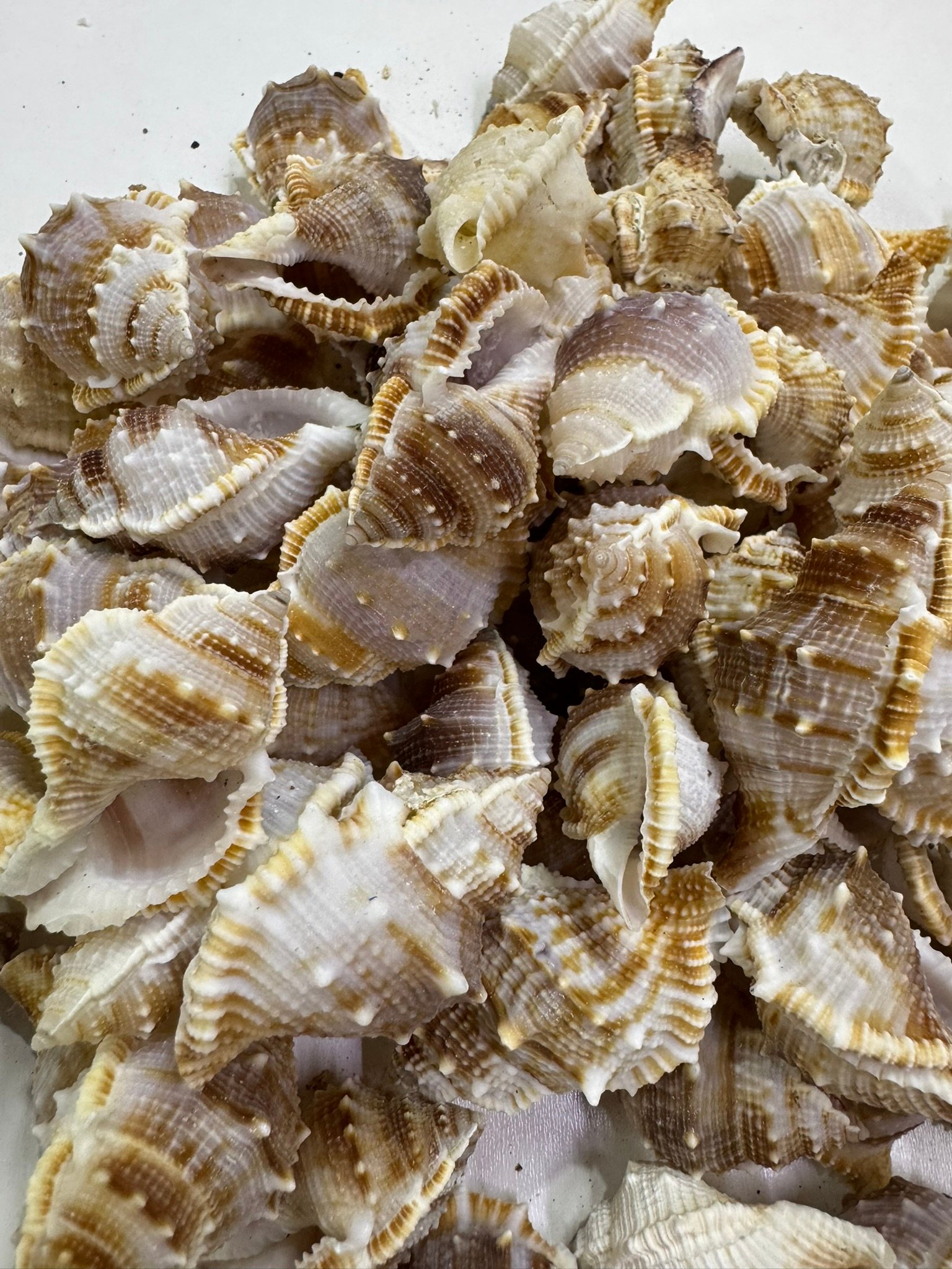 Bursa Deniz Kabuğu 100 Gr