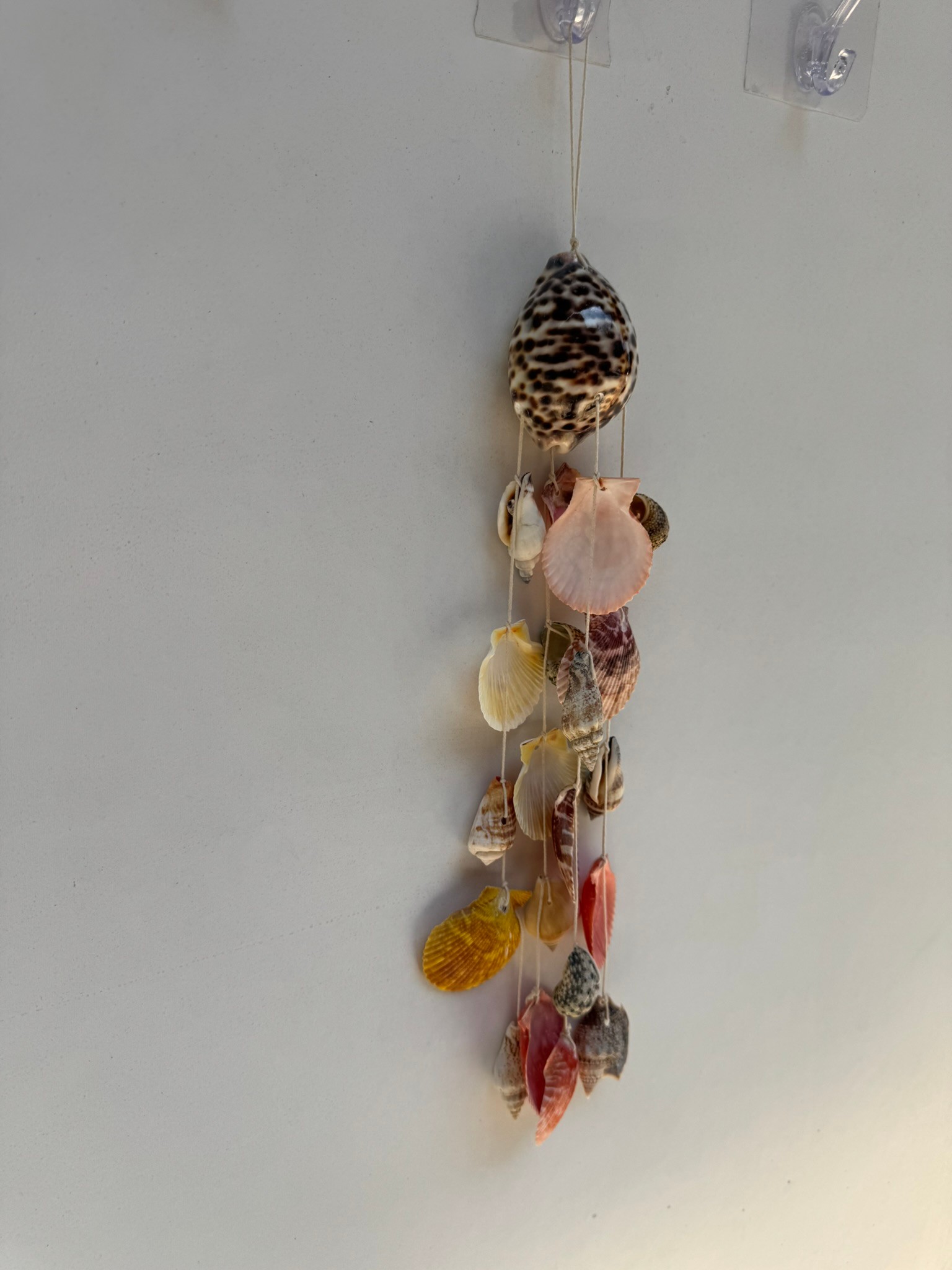 Tiger Cowry Deniz Kabuklu Rüzgar Çanı