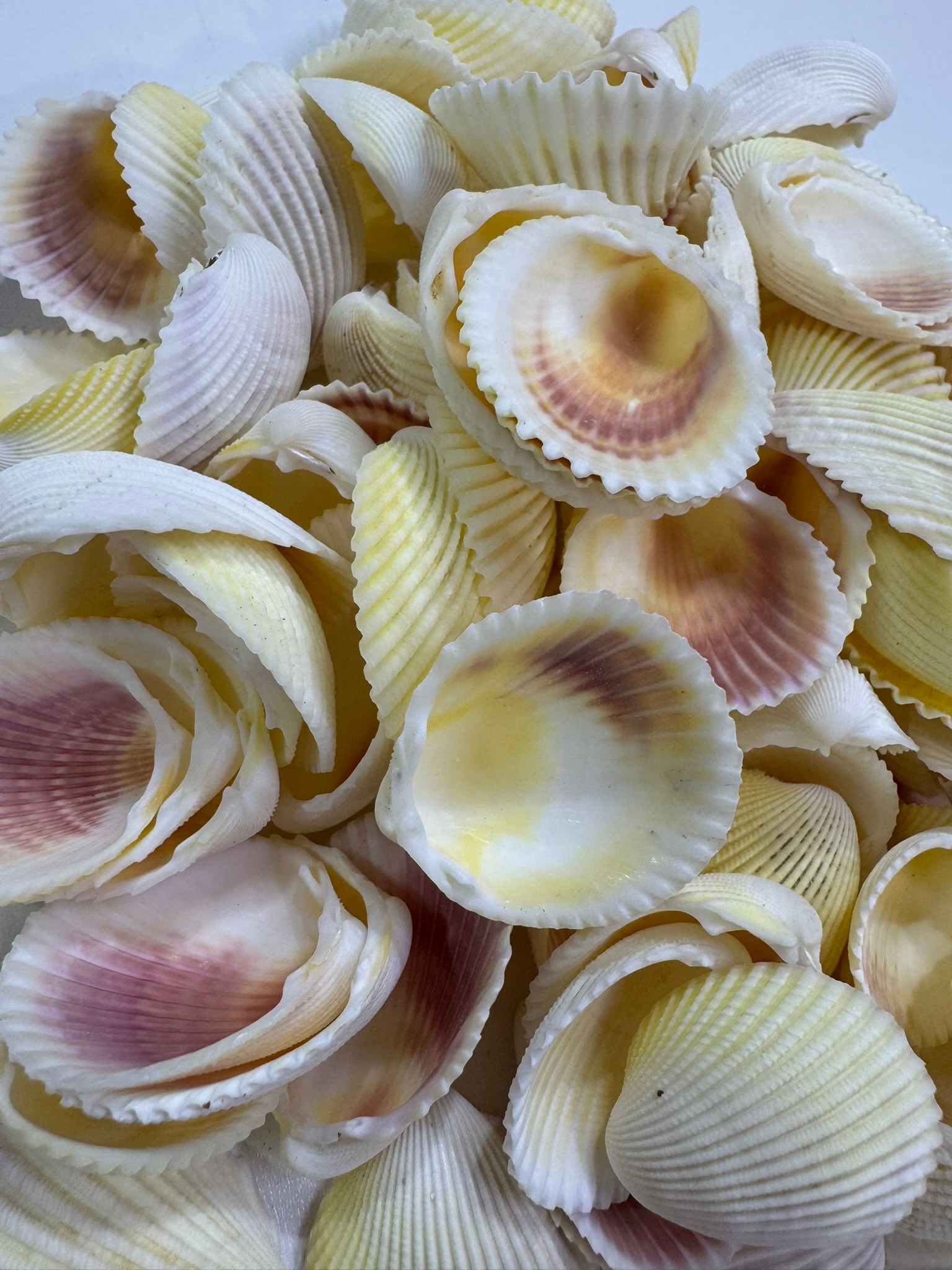 Beyaz Cochles Deniz Kabuğu 100 Gr