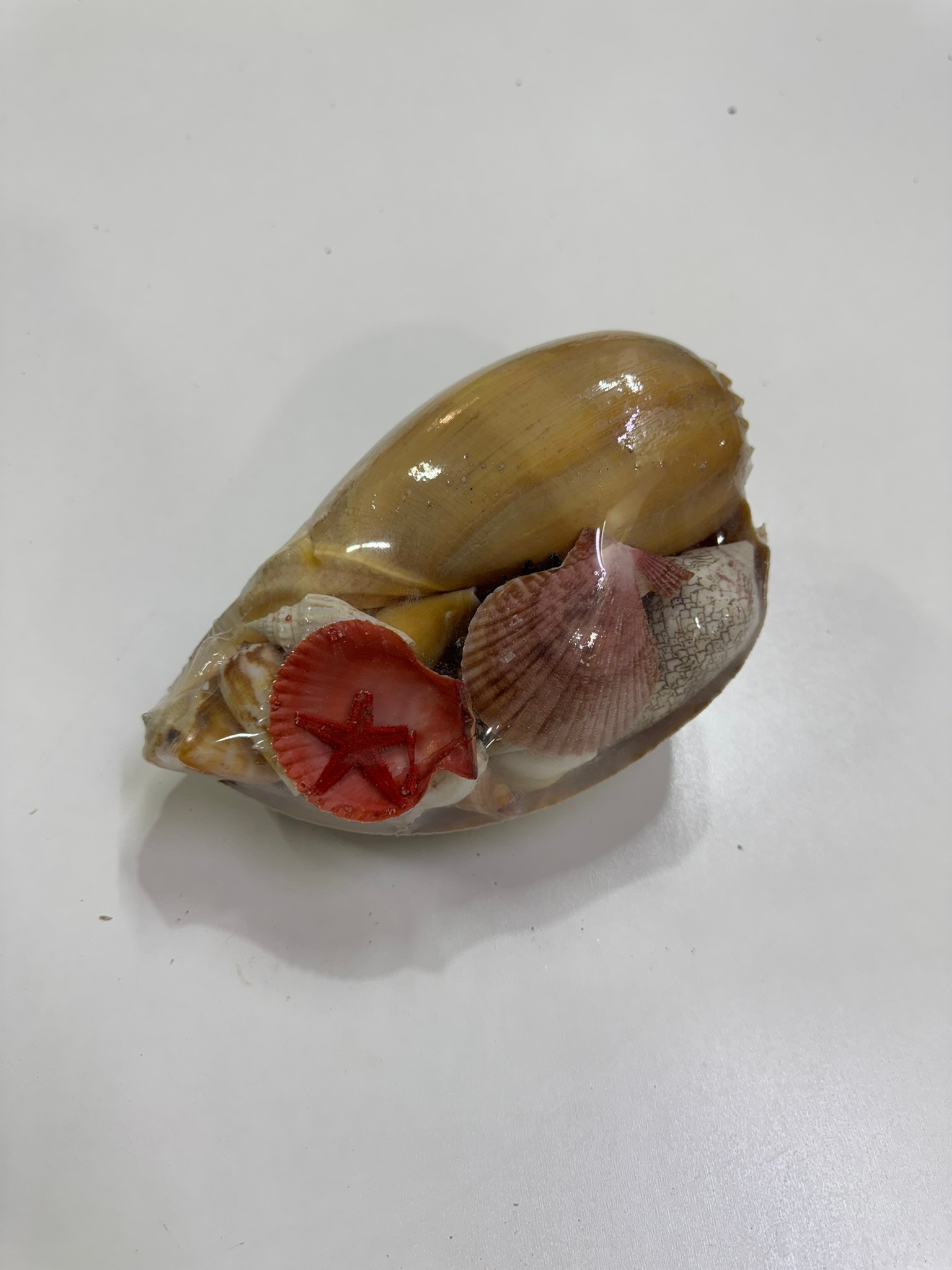 Melo Shell Pack Deniz Kabuklu Biblo 