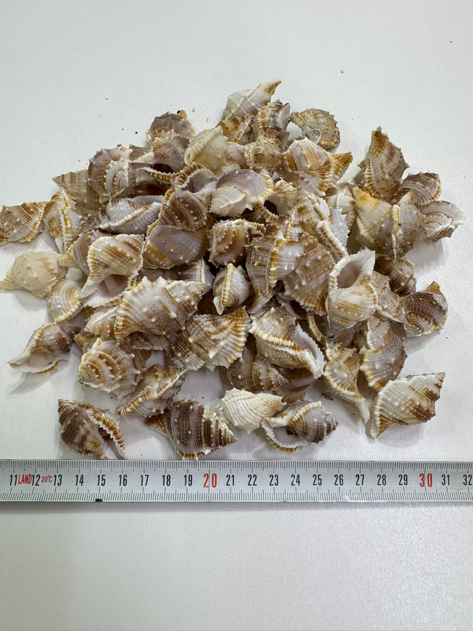 Bursa Deniz Kabuğu 100 Gr