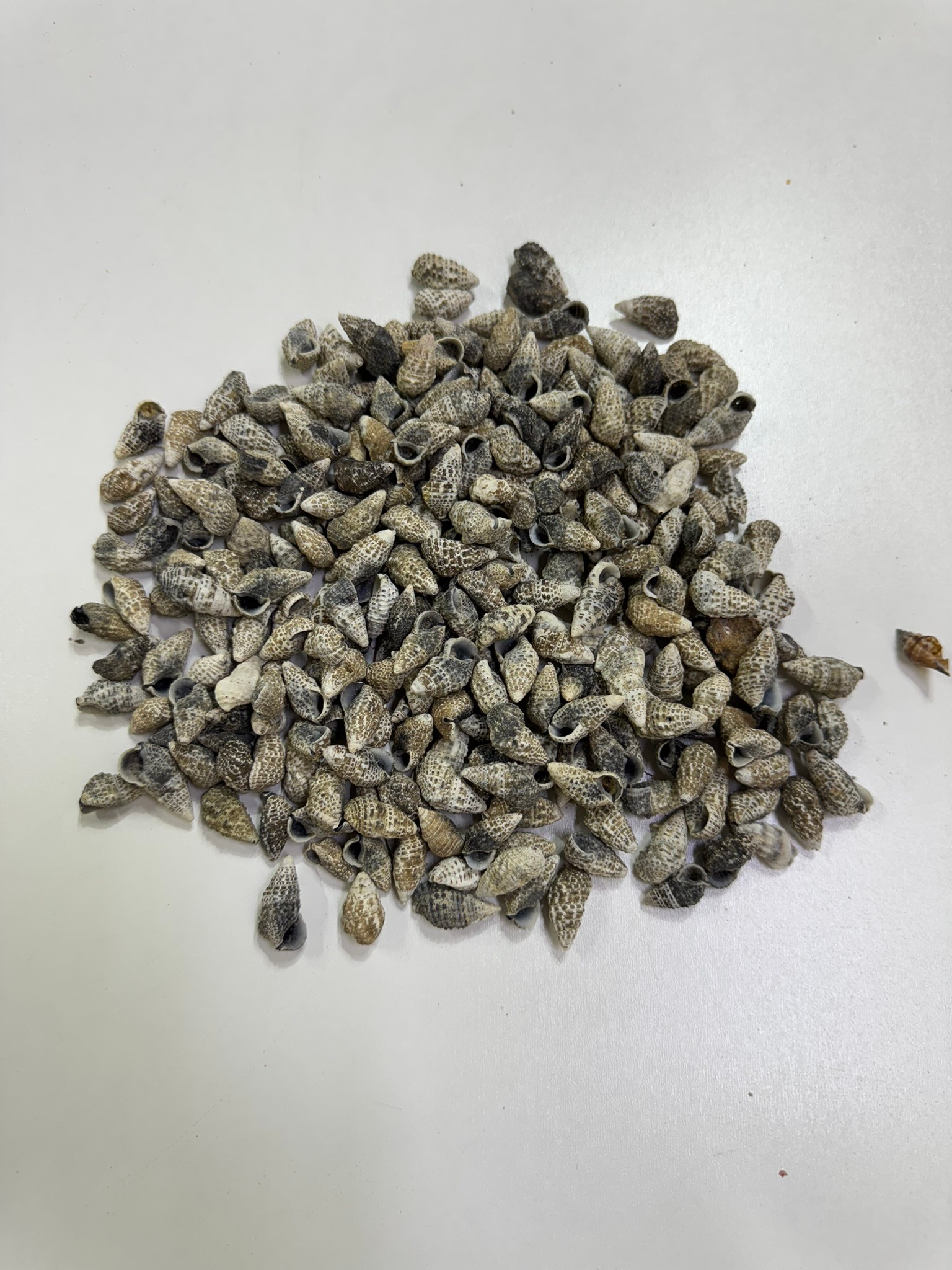 Black Mitra Deniz Kabuğu 100 Gr 