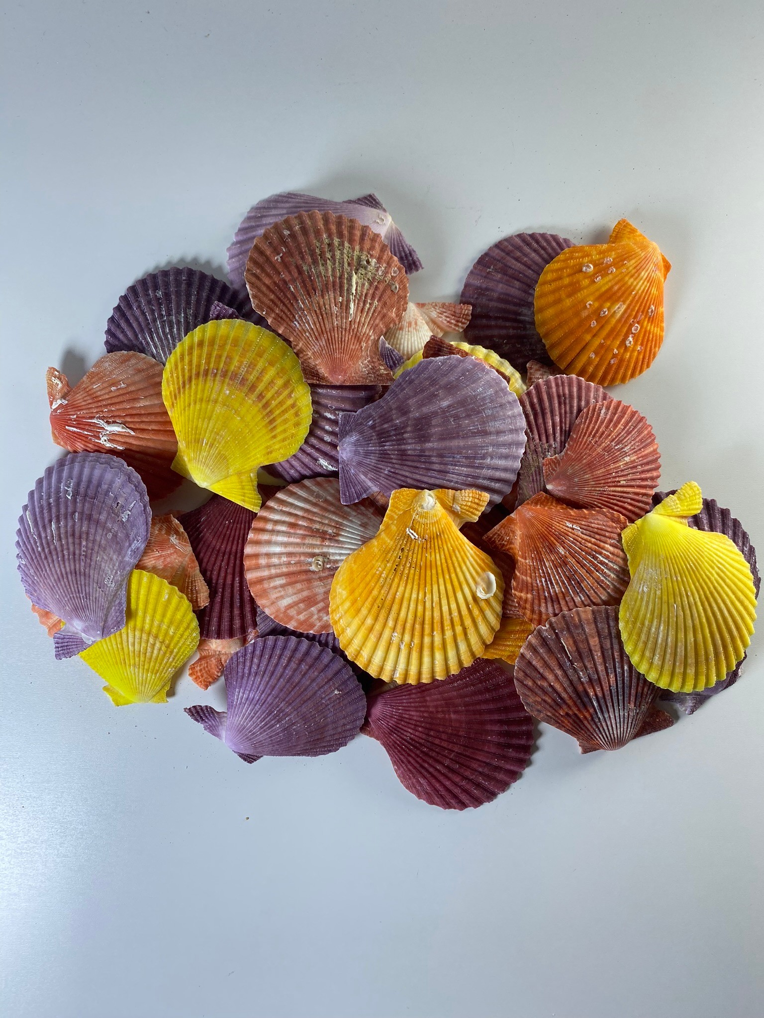 Mix Pecten Nobilis Renkli Deniz Kabuğu 100 Gr