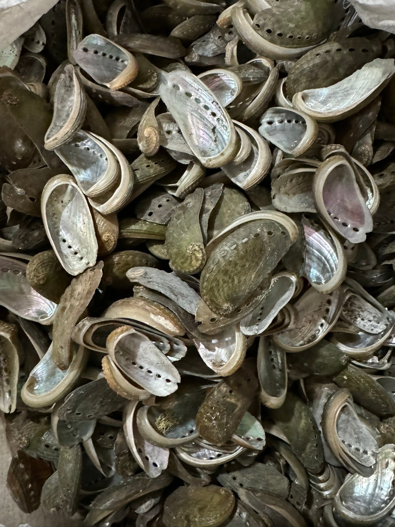 Delikli Deniz Kabuğu Abalone Kamısgene 100 Gram