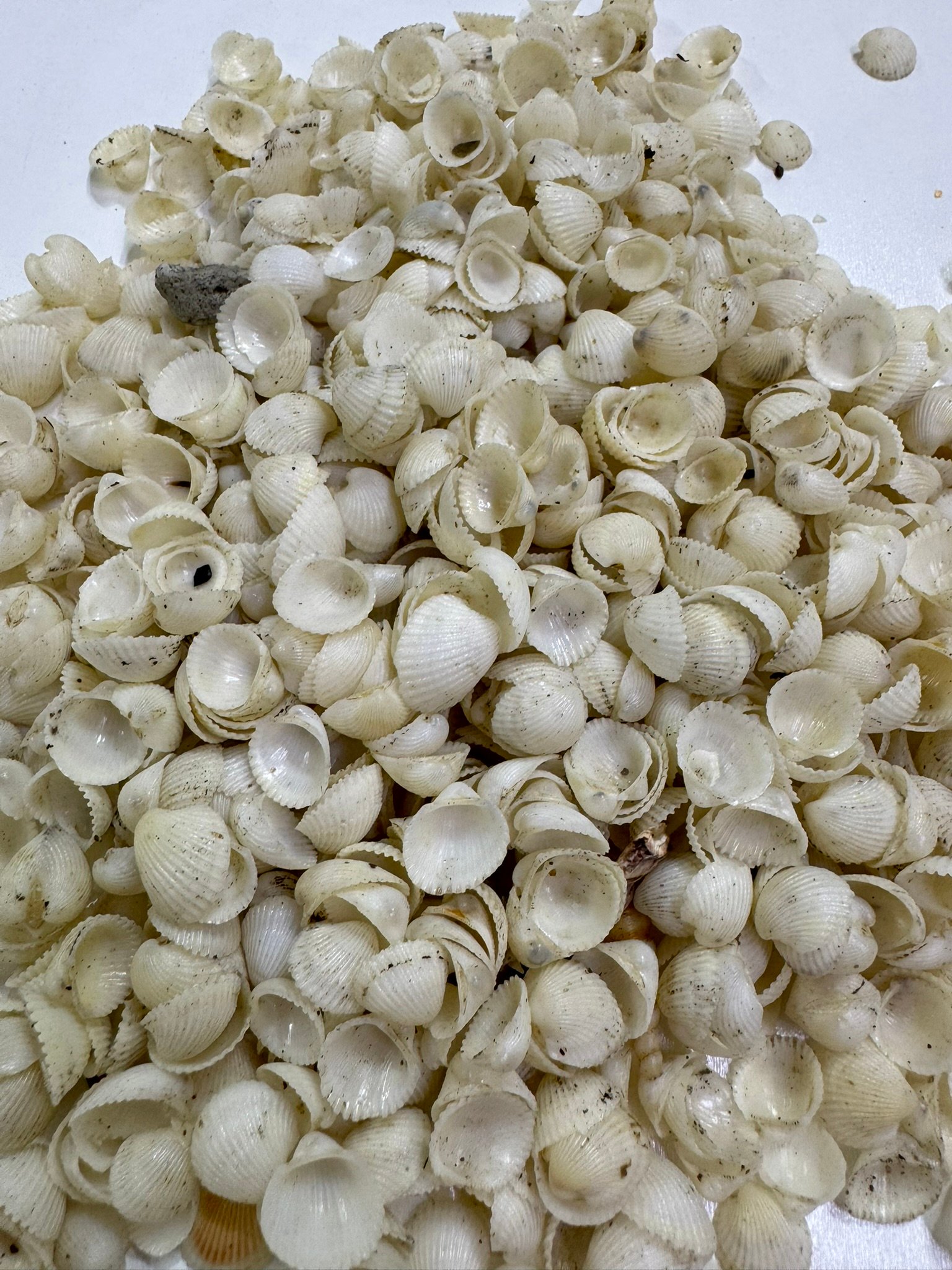 Mini Clam Rose Beyaz Deniz Kabuğu 100 Gr