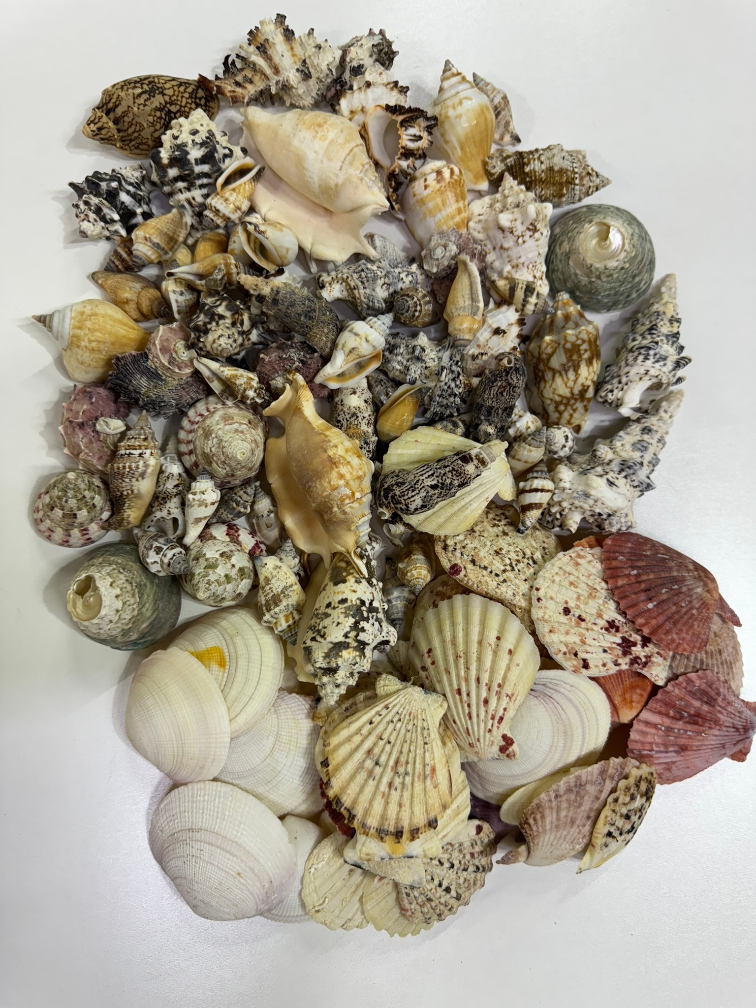 Mix  Kiloluk Deniz Kabuğu 100 Gram