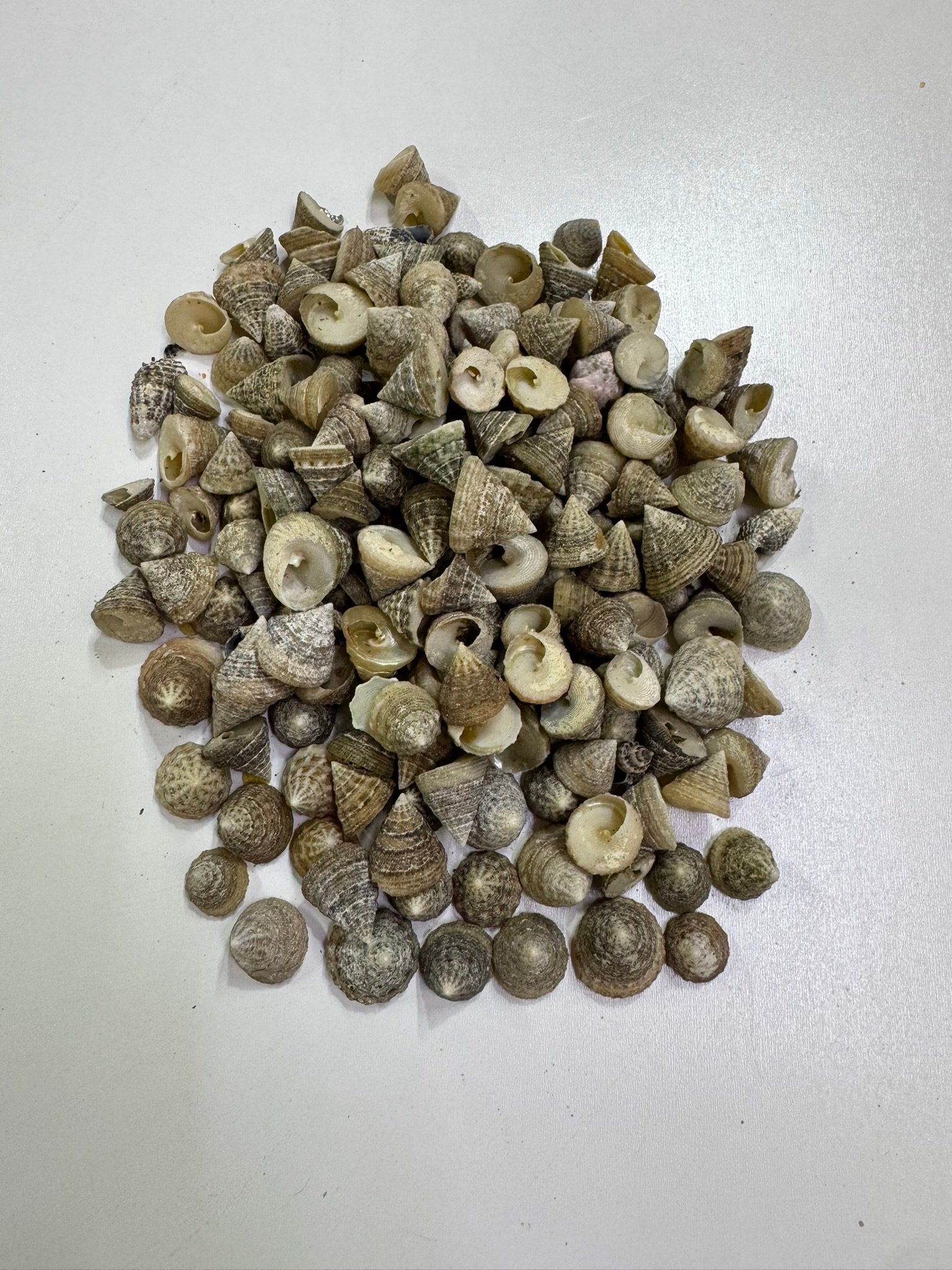 Troca Deniz Kabuğu 100 Gr