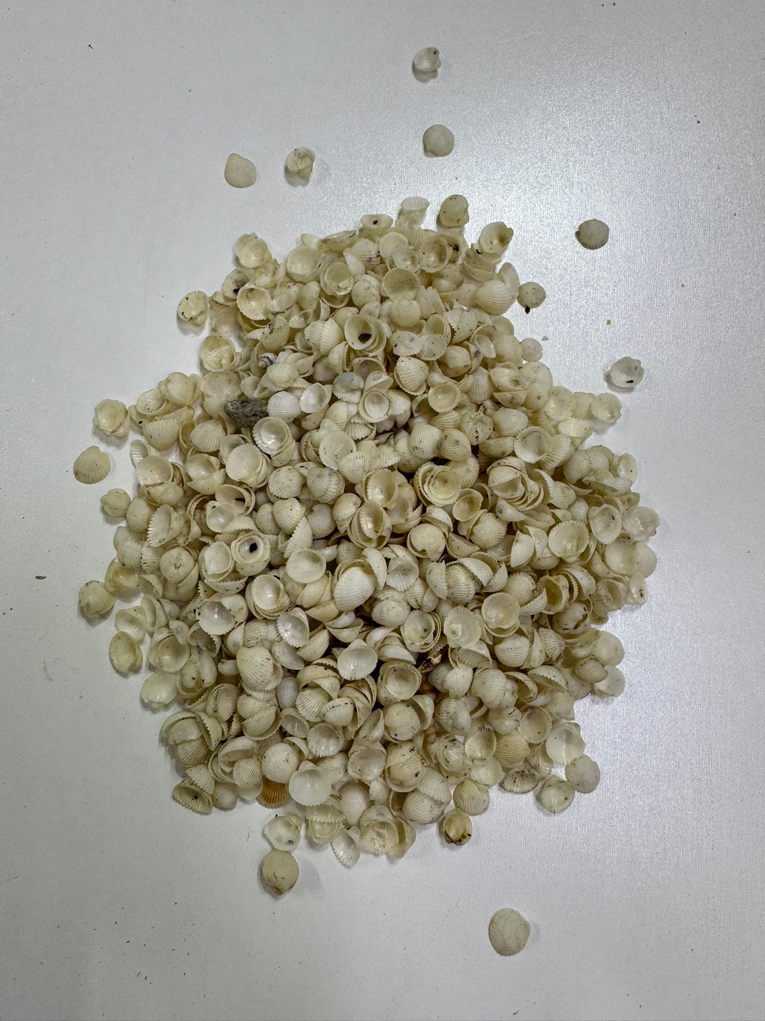 Mini Clam Rose Beyaz Deniz Kabuğu 100 Gr