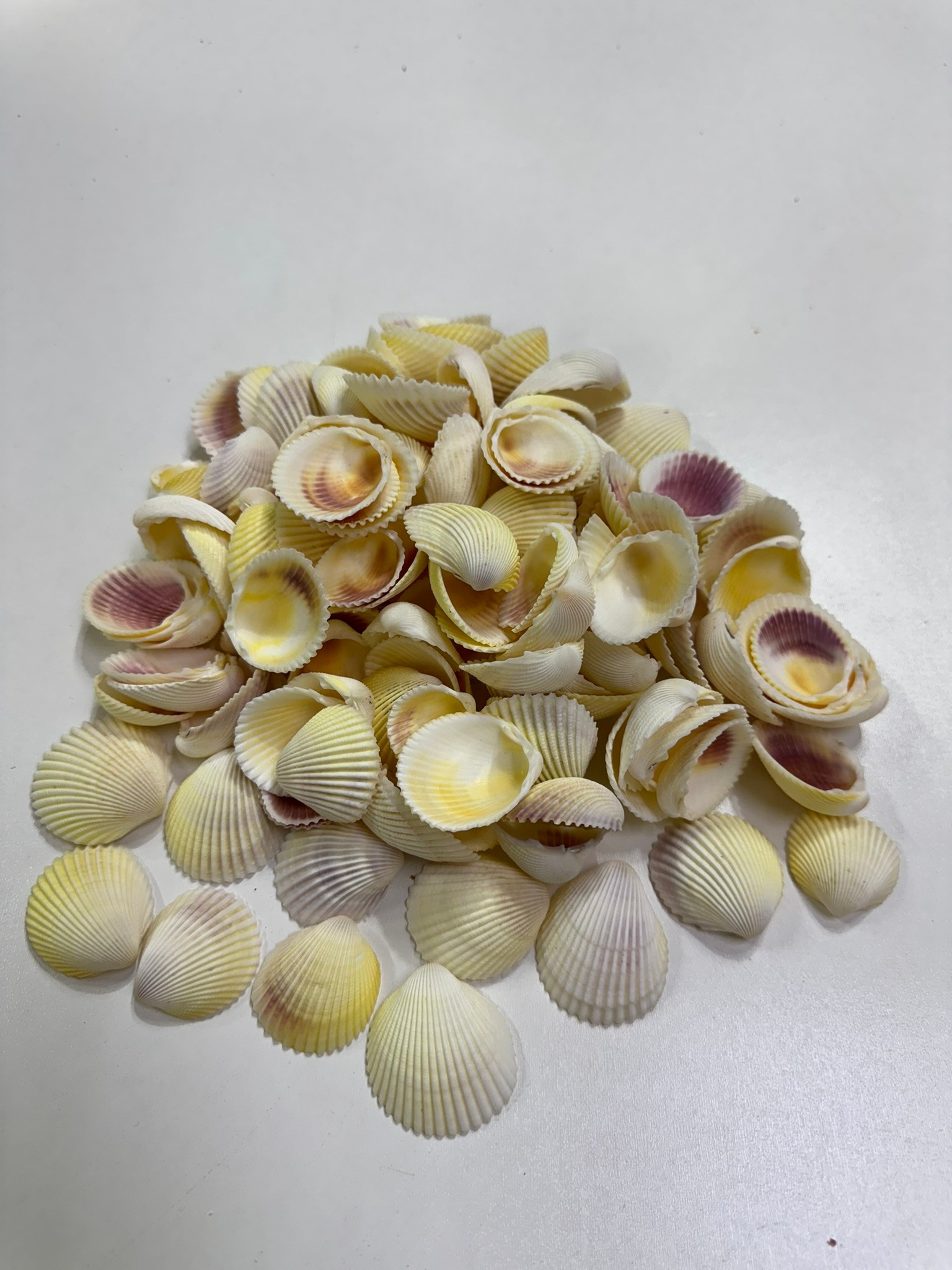 Beyaz Cochles Deniz Kabuğu 100 Gr