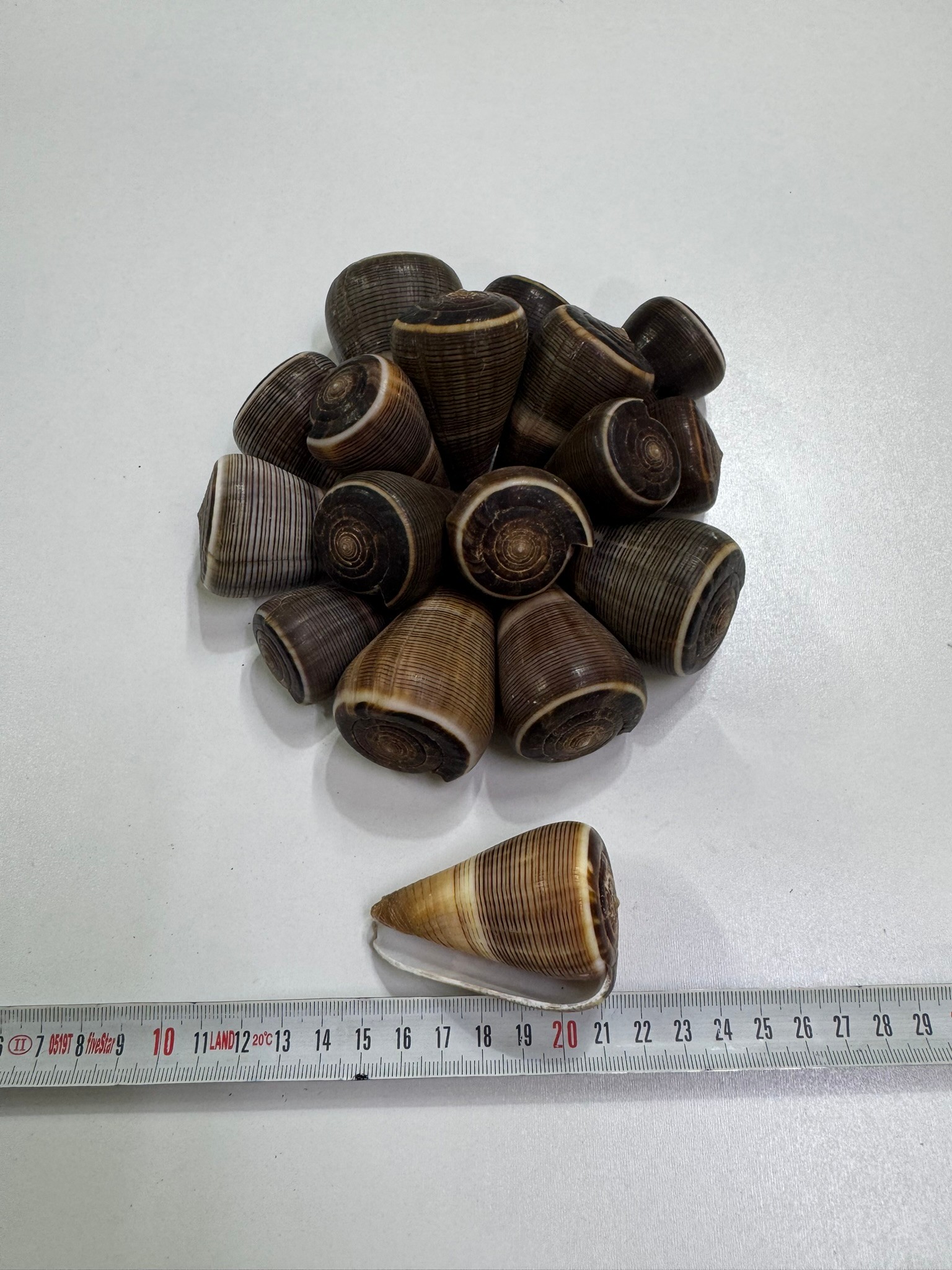 Koleksiyonluk Deniz Kabuğu 1 Adet  - 1