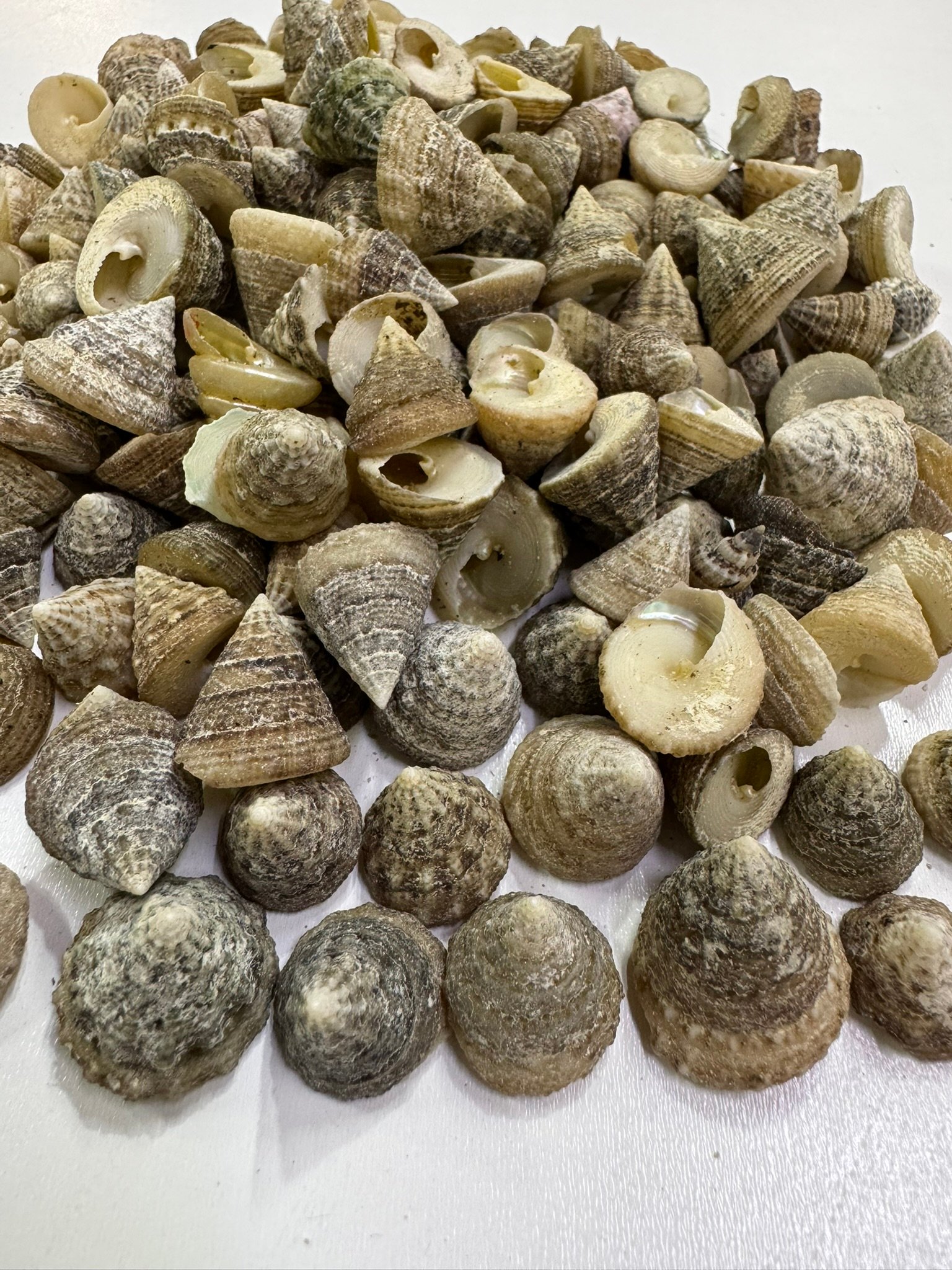Troca Deniz Kabuğu 100 Gr