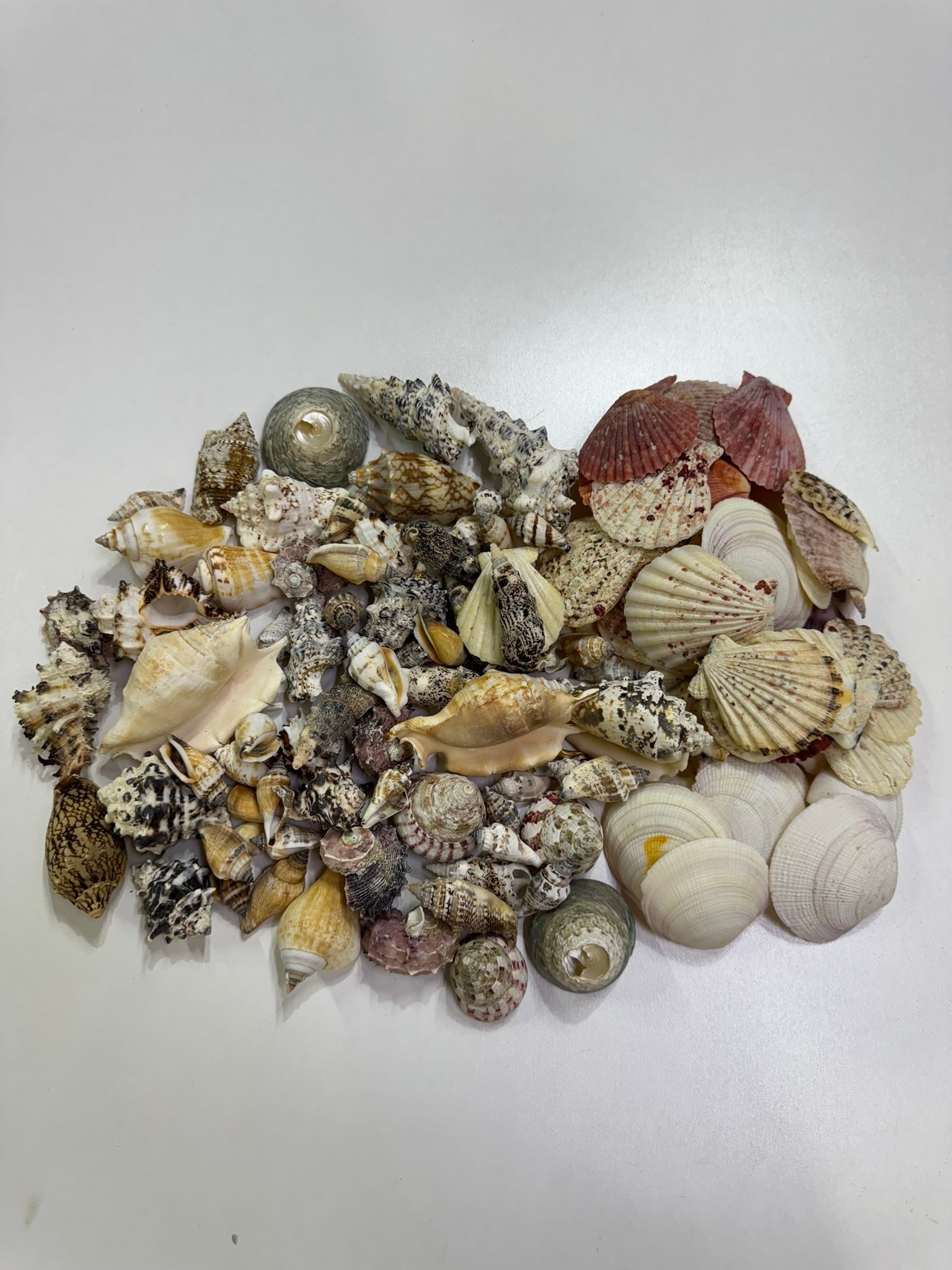 Mix  Kiloluk Deniz Kabuğu 100 Gram - 1