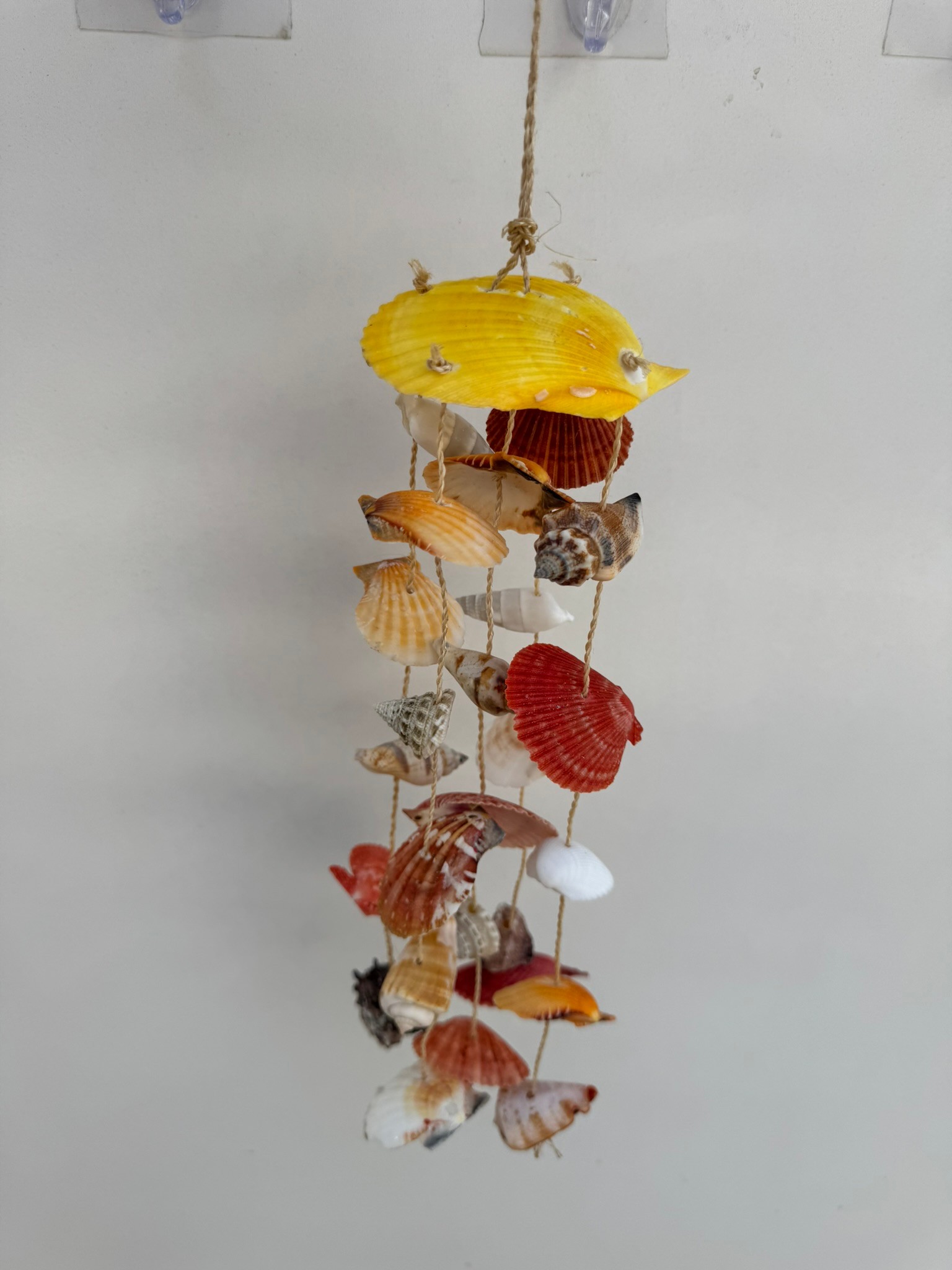 Pecten Nobilis Deniz Kabuklu Rüzgar Çanı