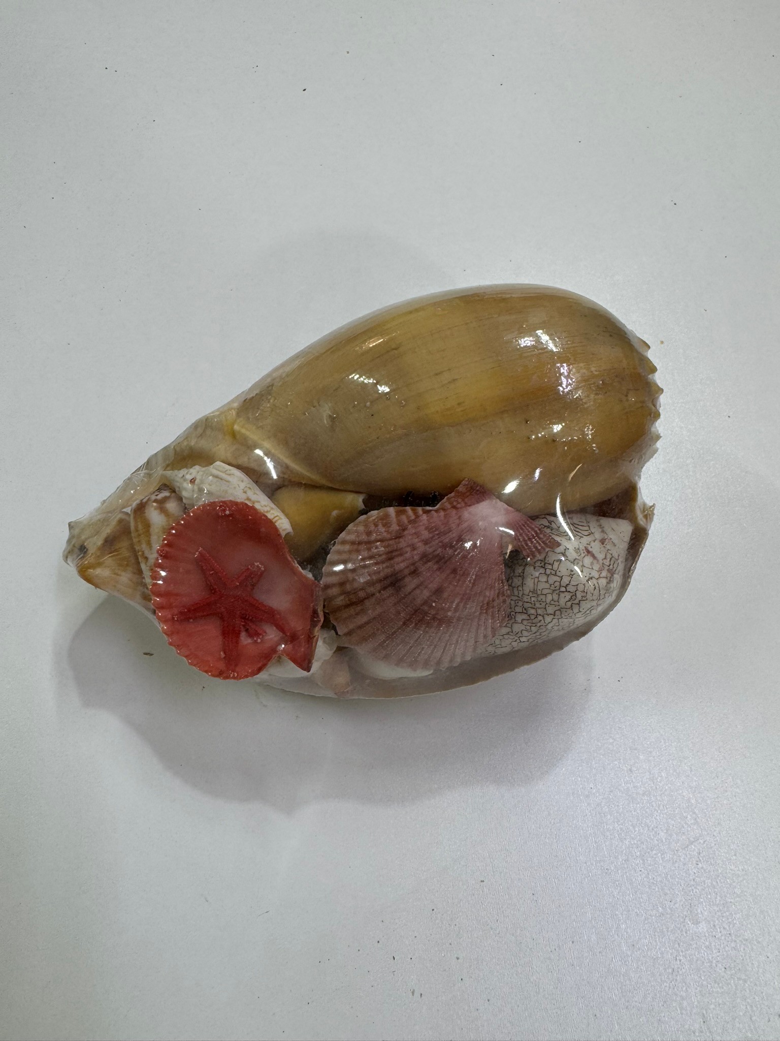 Melo Shell Pack Deniz Kabuklu Biblo  - #8 İnç. (20 cm)