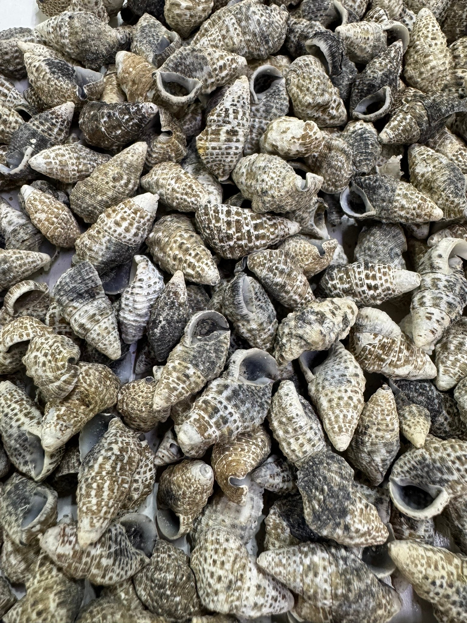 Black Mitra Deniz Kabuğu 100 Gr 