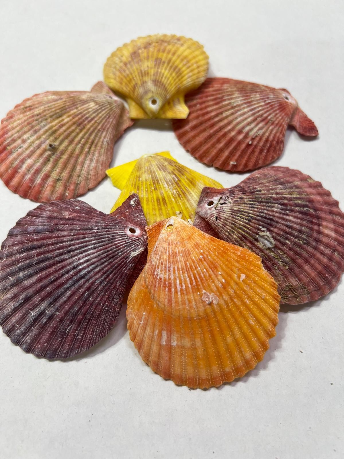 Mix Pecten Nobilis Renkli Delikli Deniz Kabuğu 100 Gram