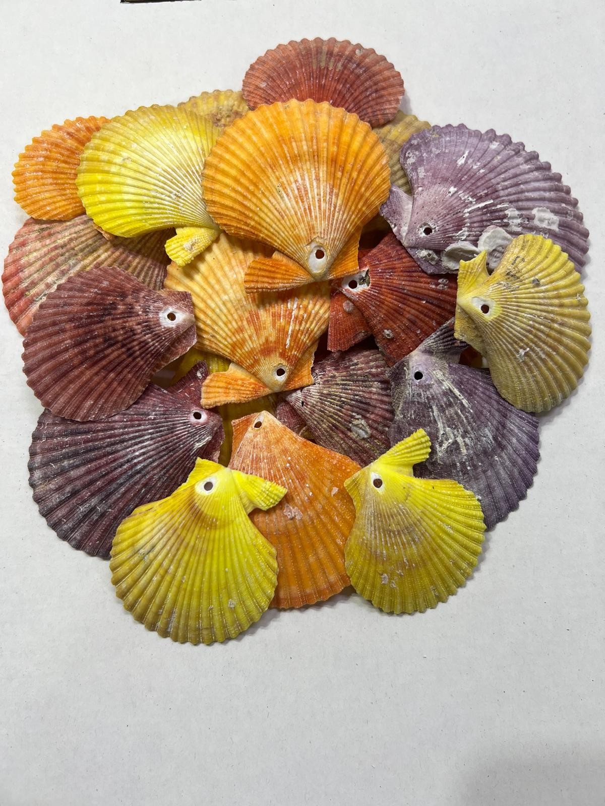 Mix Pecten Nobilis Renkli Delikli Deniz Kabuğu 100 Gram