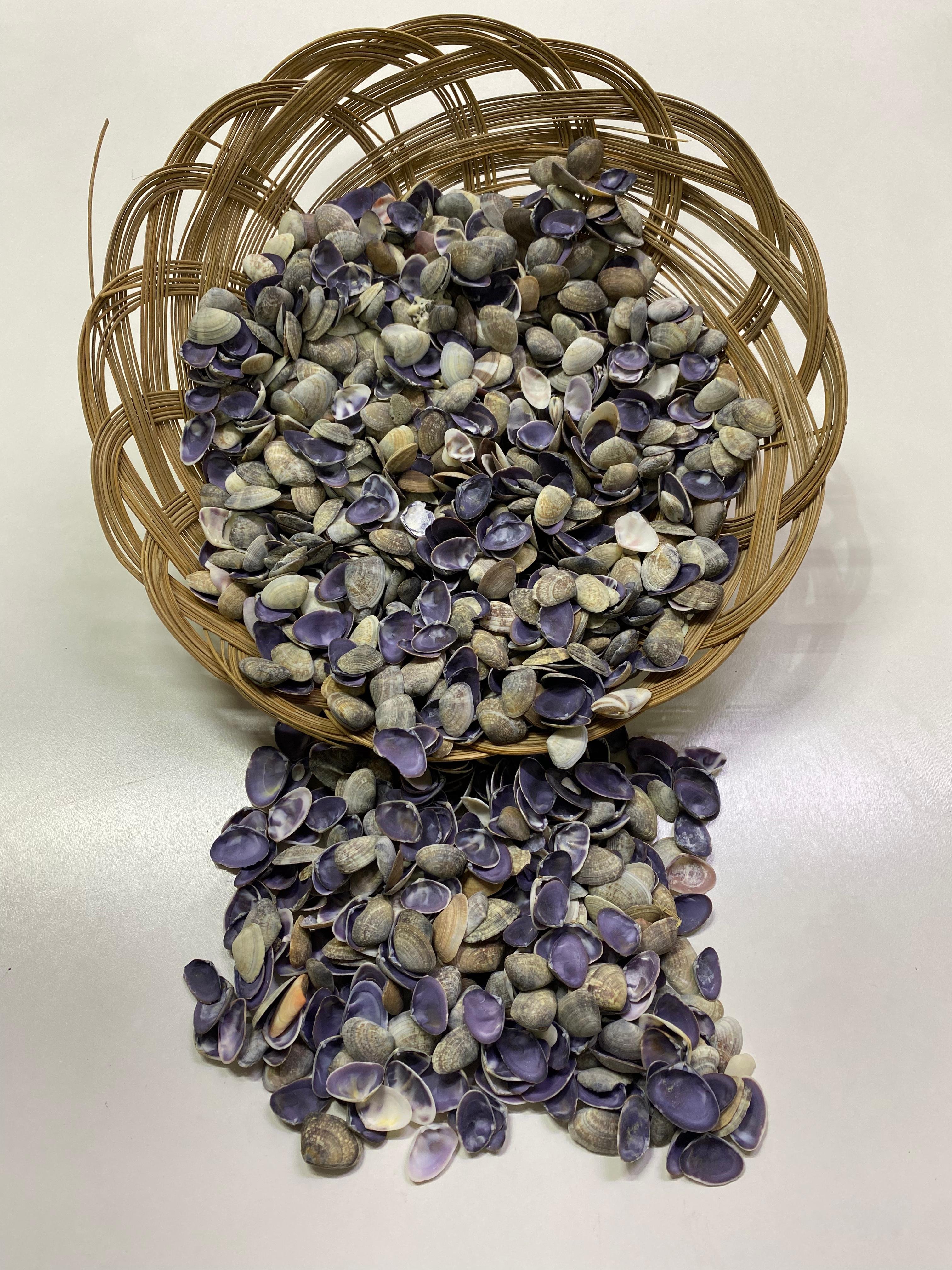 Cay-Cay Purple Kiloluk Deniz Kabuğu 100 Gram