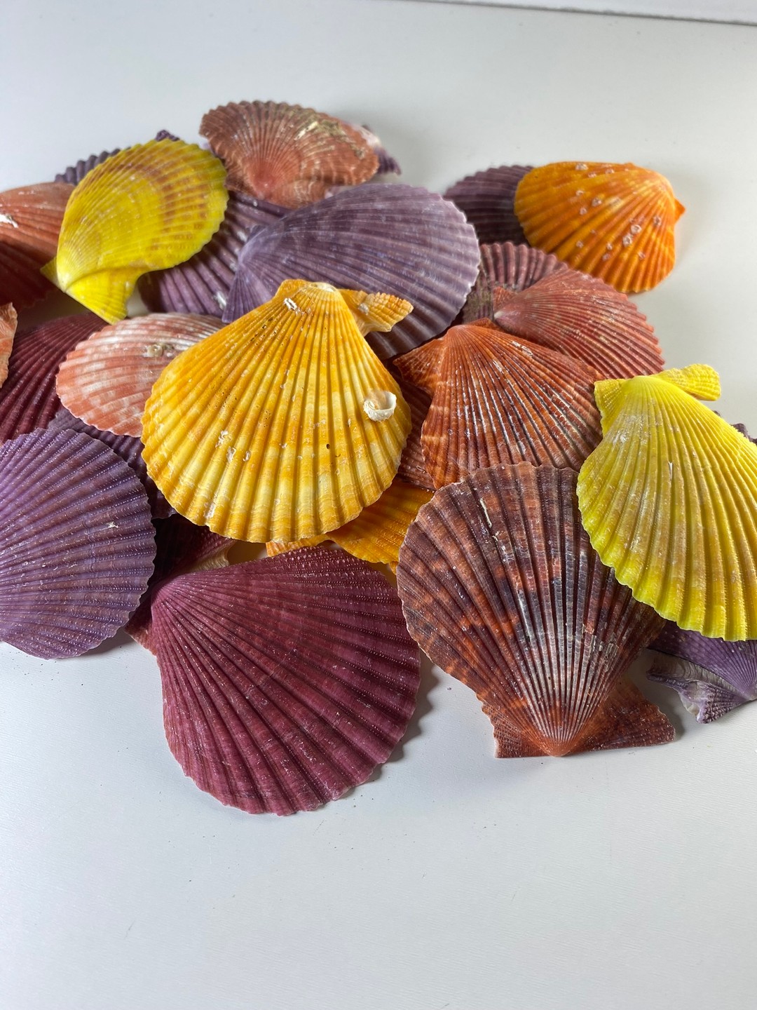 Pecten Nobilis deniz kabuğu