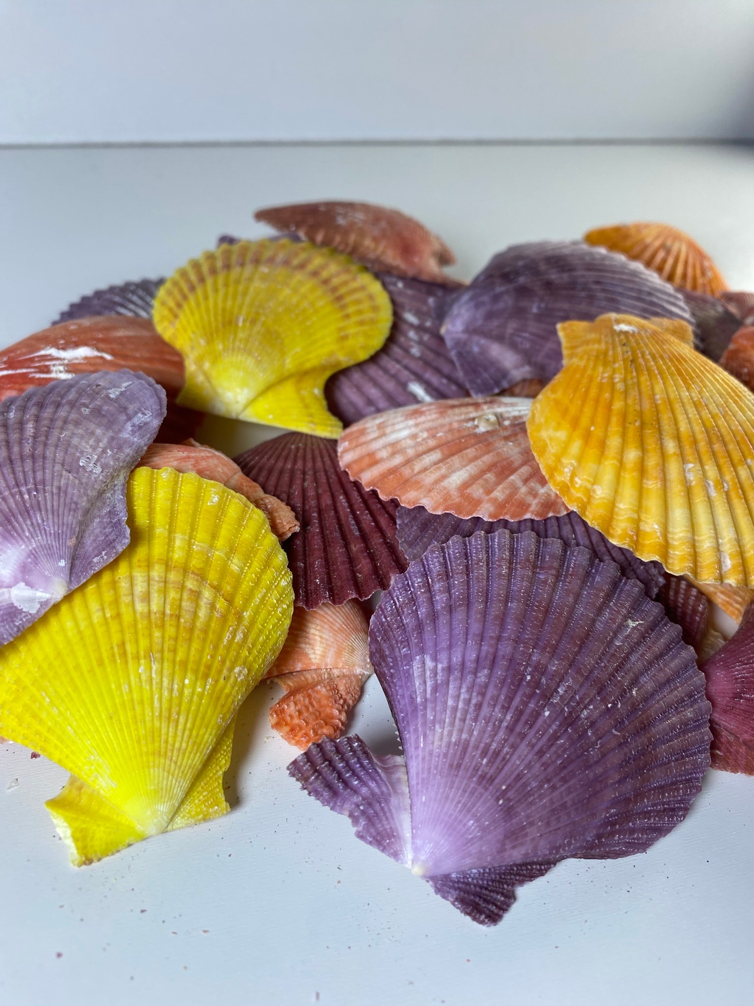 Mix Pecten Nobilis Renkli Deniz Kabuğu 100 Gram Delikli