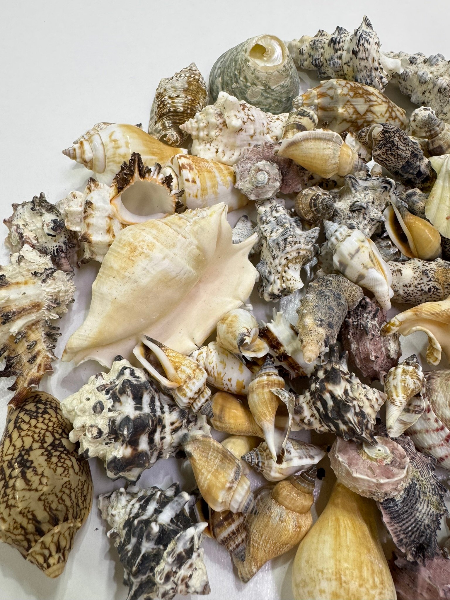 Mix  Kiloluk Deniz Kabuğu 100 Gram