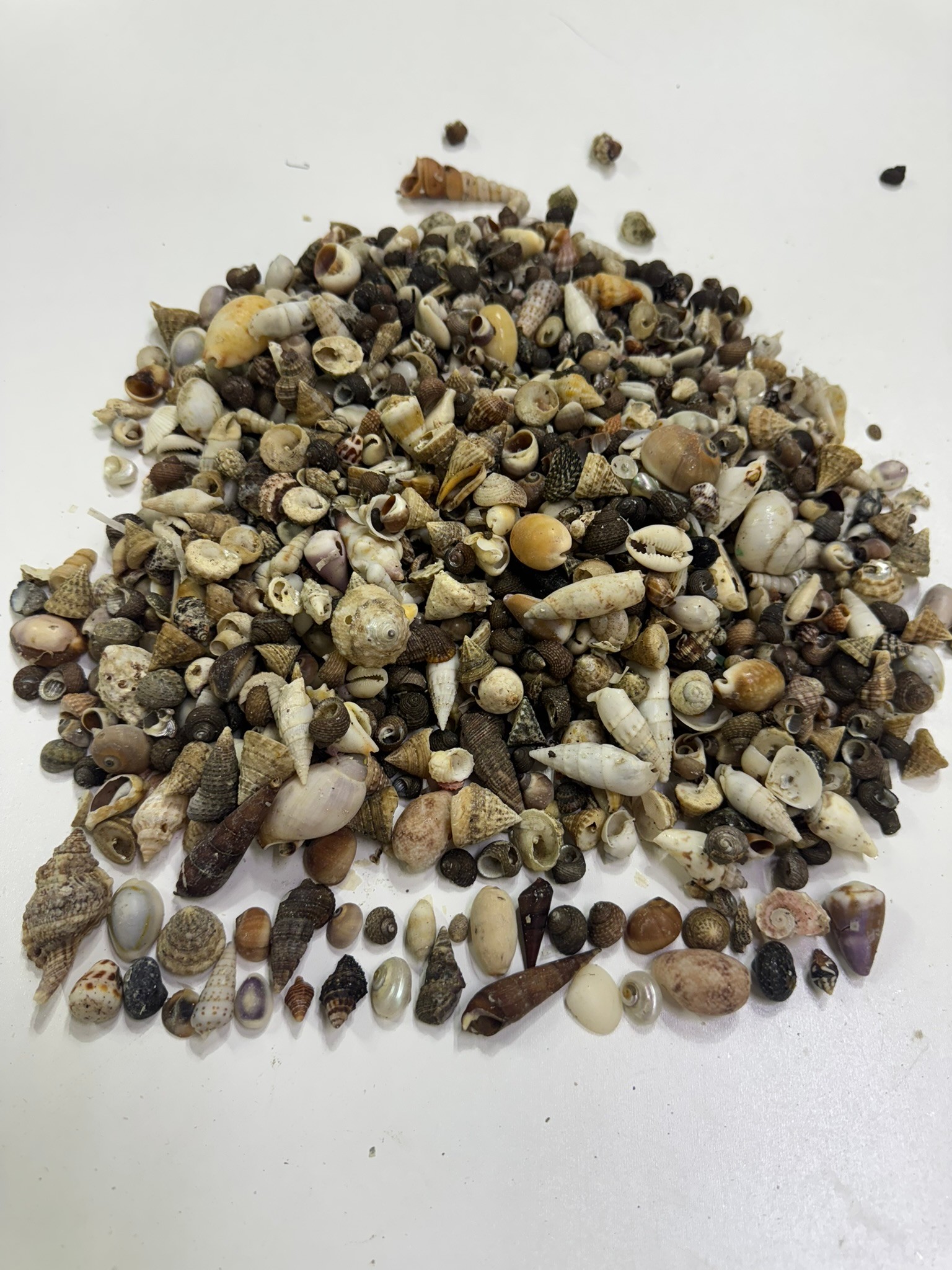 Mix  Kiloluk Deniz Kabuğu 100 Gram - 2