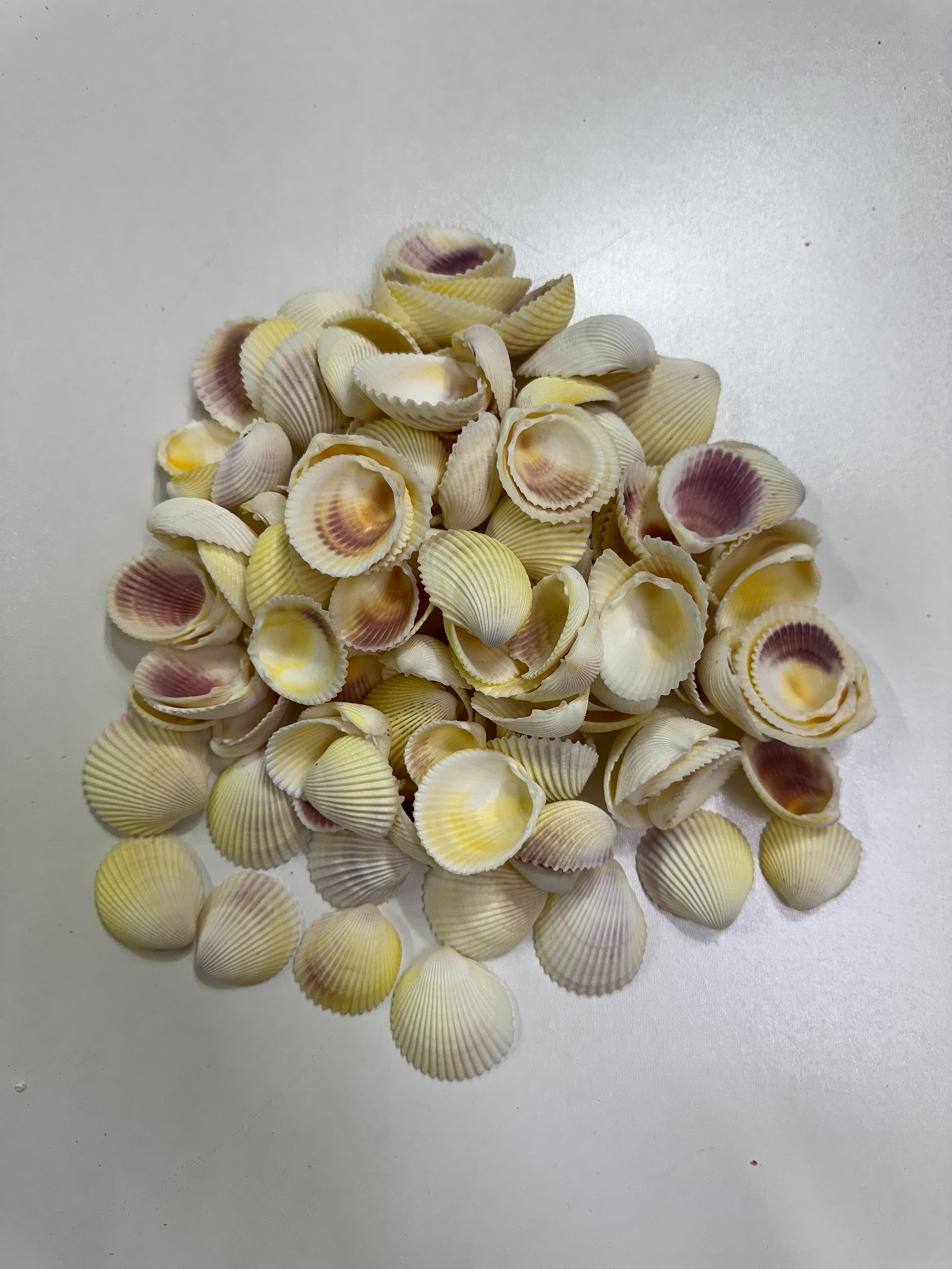 Beyaz Cochles Deniz Kabuğu 100 Gr