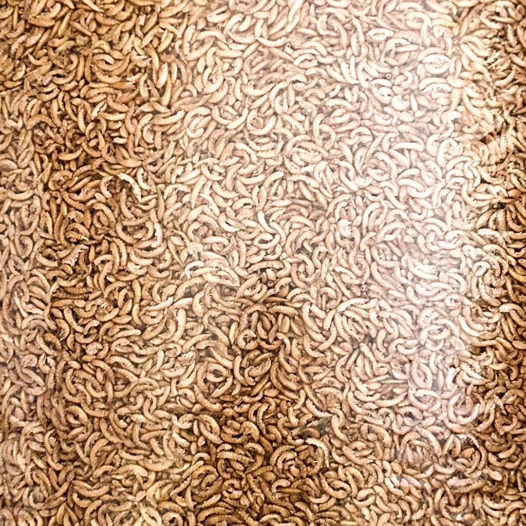Gammarus Kurutulmuş Kaplumbağa Yemi 100g