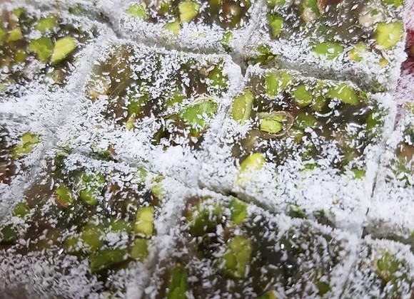 50 Boz Yeşil Duble Bol Antep Fıstıklı Saray Lokumu