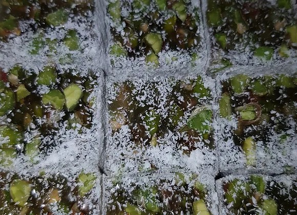 Boz Yeşil Duble Bol Antep Fıstıklı Saray Lokumu - 1 KG