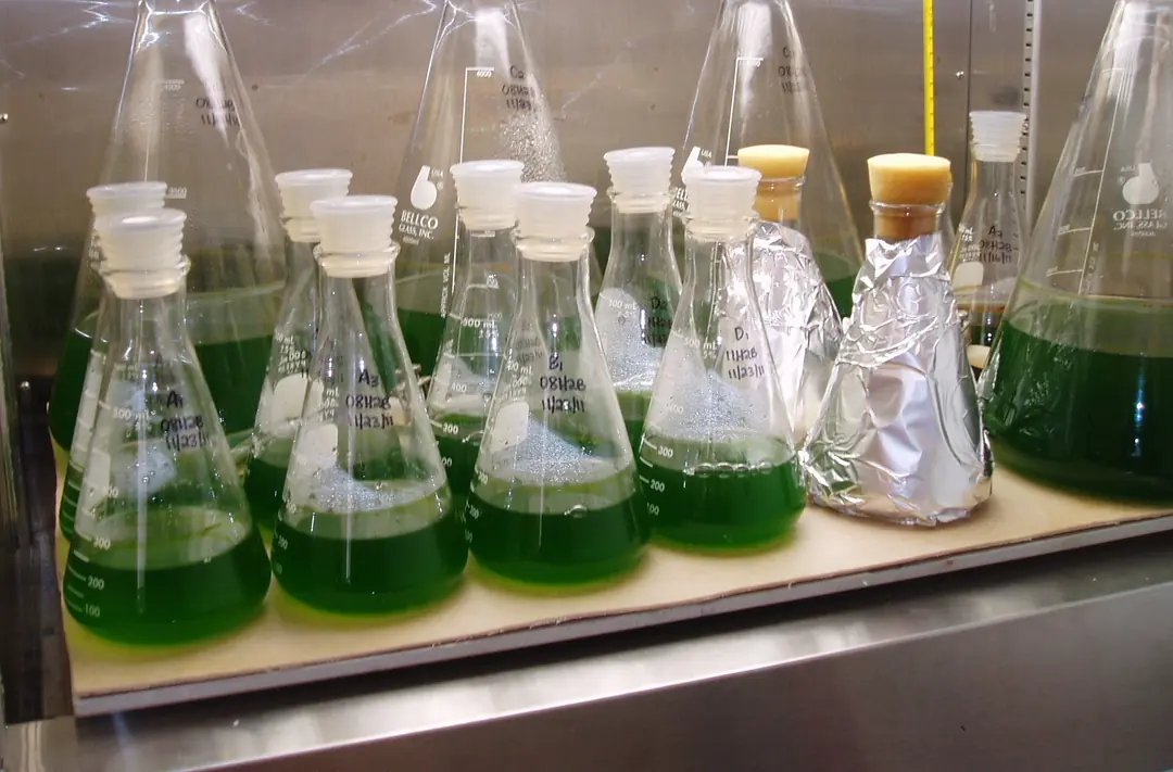 Başlangıç Kültürleri