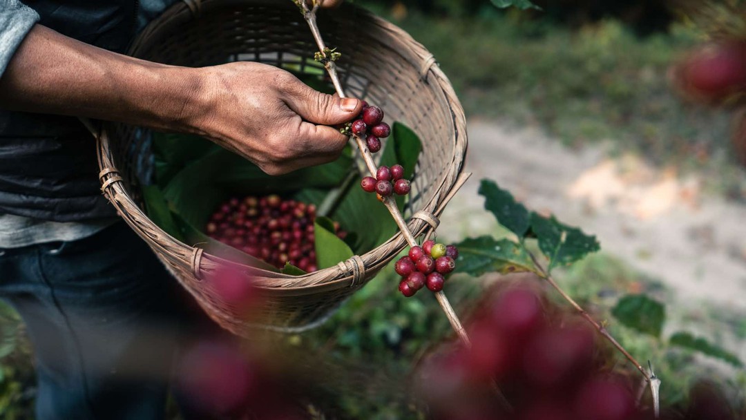 Harvesting of coffee cherries.