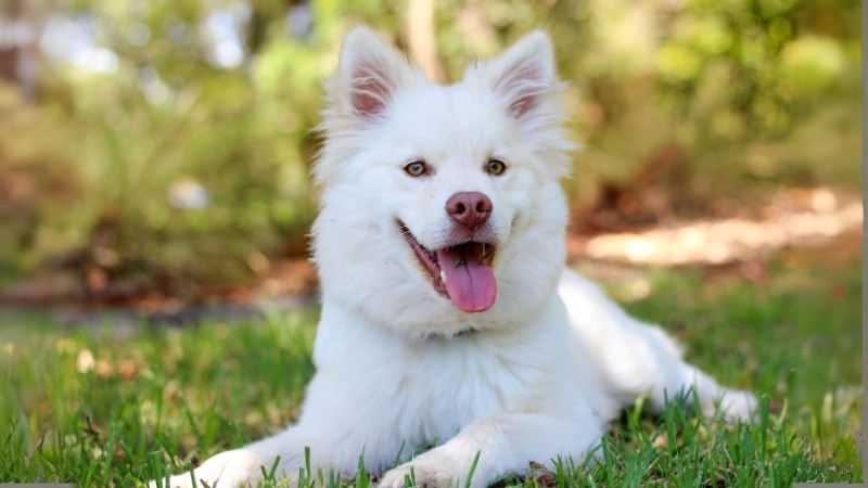 Köpeklerde Kulak Temizliği: Adım Adım Rehber