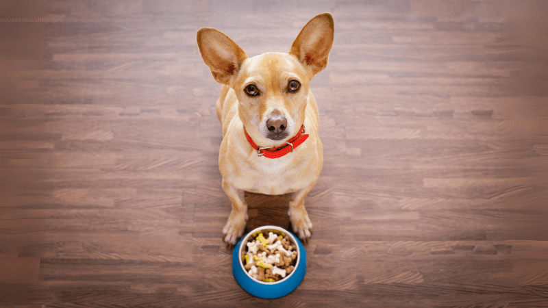 Köpeklerde Obeziteyi Önlemek İçin Sağlıklı Mama Önerileri