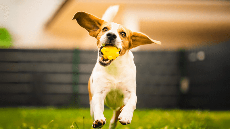 Temel Köpek Komutları: Eğitimde Başarı Sağlamak İçin İpuçları