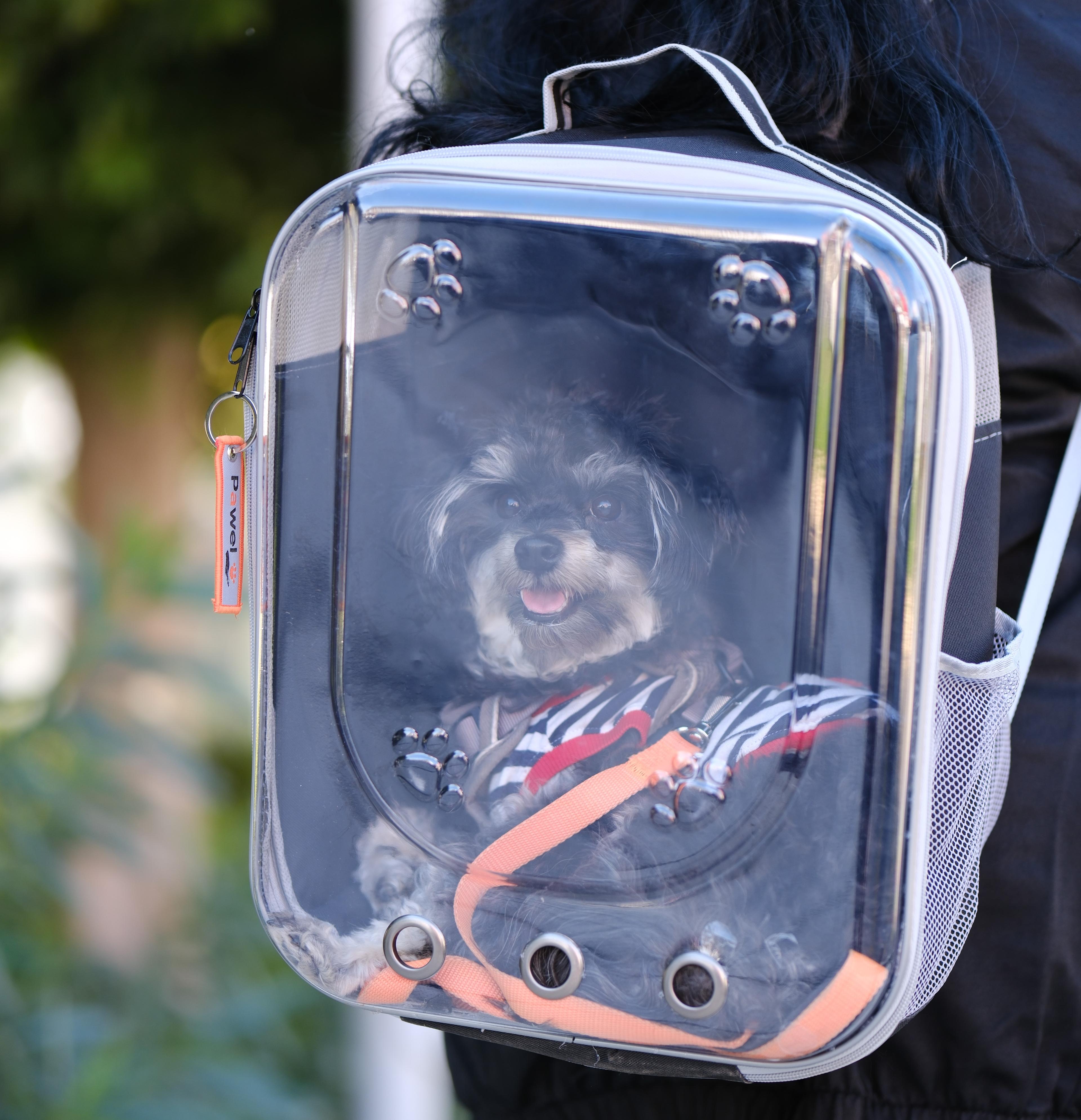 Kare Astronot Kedi ve Köpek Taşıma Çantası