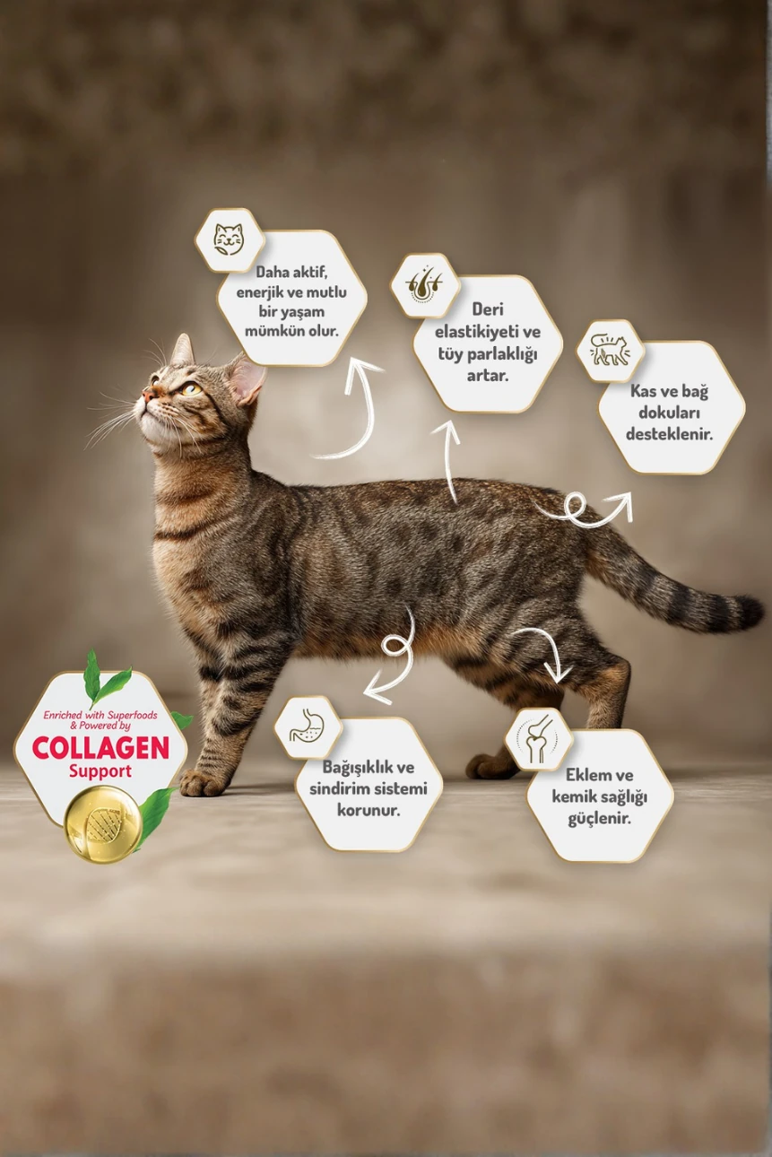 5 kg Somonlu Hipoalerjenik Düşük Tahıllı Yetişkin Kedi Maması 25li Kedi Ödülü Krema 15li Lolipop