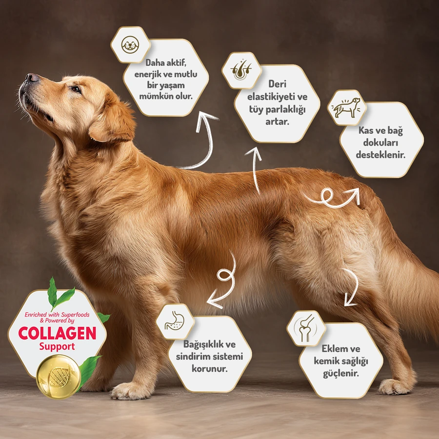 Kolajenli Somonlu Az Tahıllı Small/Mini Yetişkin Köpek Maması /Mini HypoAllergenic Köpek Maması 3Kg + 4 ADET Wanpy Ezme 90gr