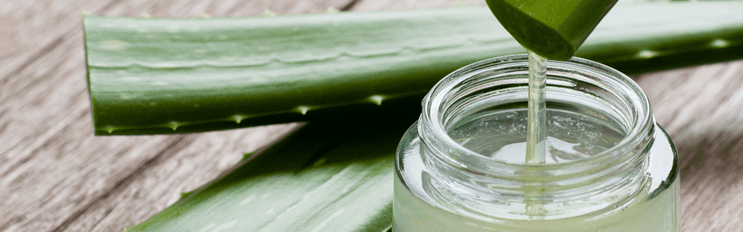 Aloe vera, cilt bakımında sıkça kullanılır.