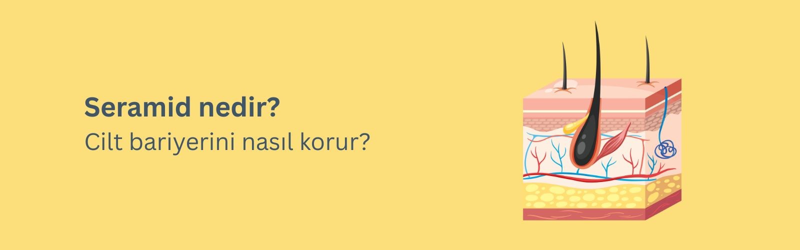 Seramid Nedir? Cilt Bariyerini Nasıl Korur?