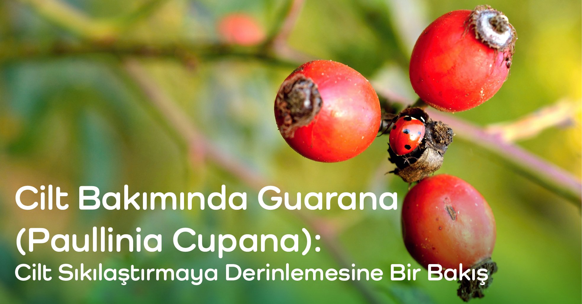 Cilt Bakımında Guarana (Paullinia Cupana): Cilt Sıkılaştırmaya Derinlemesine Bir Bakış 