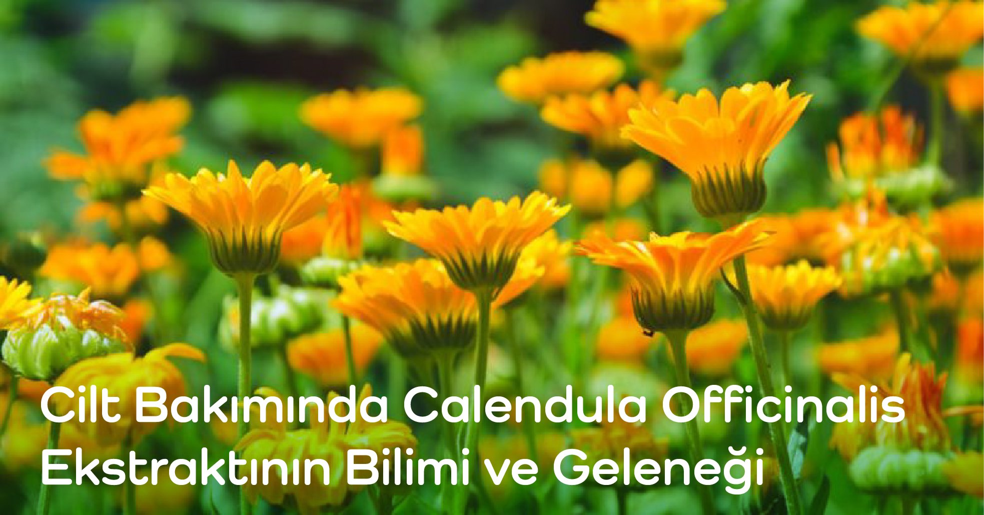 Cilt Bakımında Calendula Officinalis Ekstraktının Bilimi ve Geleneği