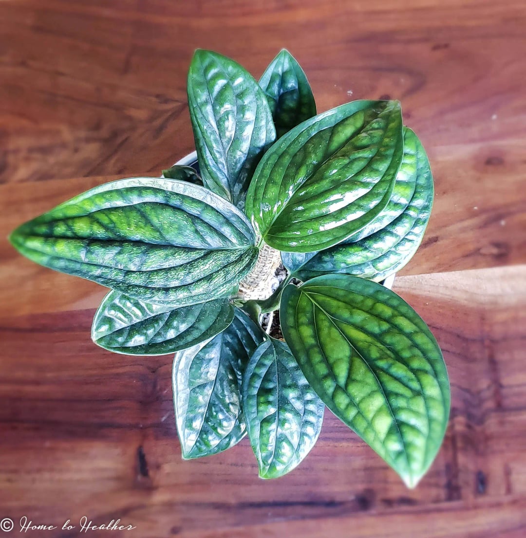 Monstera peru