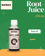 Root
