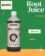 Root