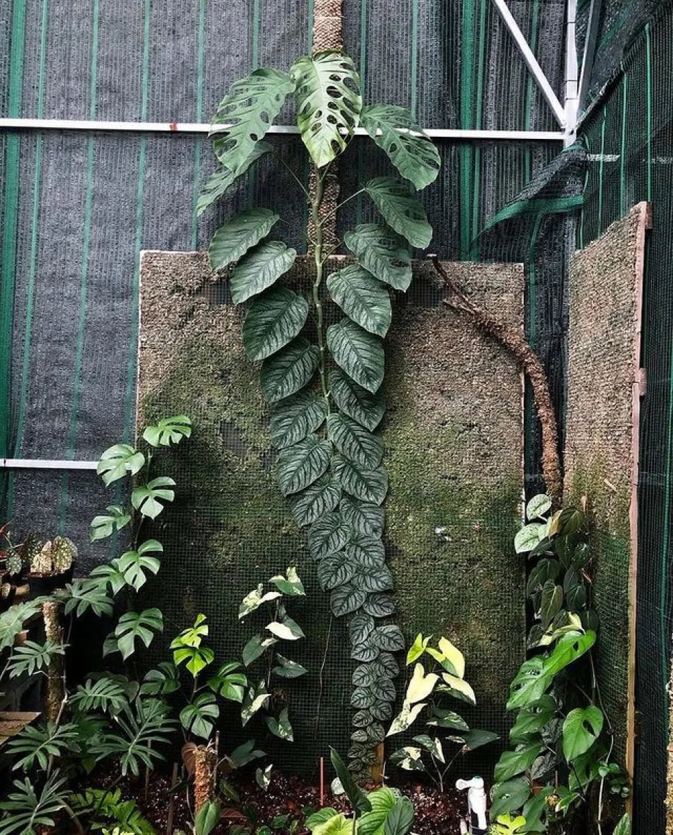 Monstera dubia