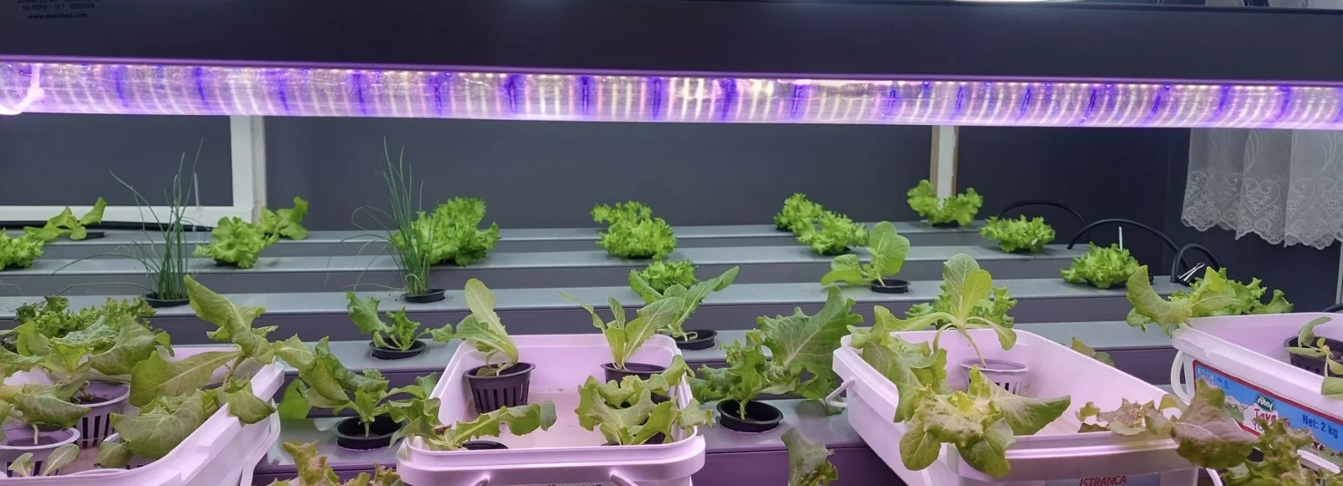 Yeşiller ve Mikrolar İçin Şerit Bitki Yetiştirme LED - DMR-4PM-33W