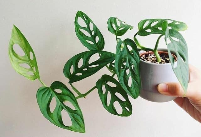 Monstera adansonii