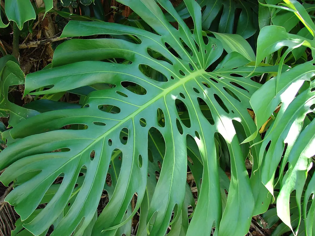 Monstera (Deve Taban) Bitkisi, Bakm ve eitleri